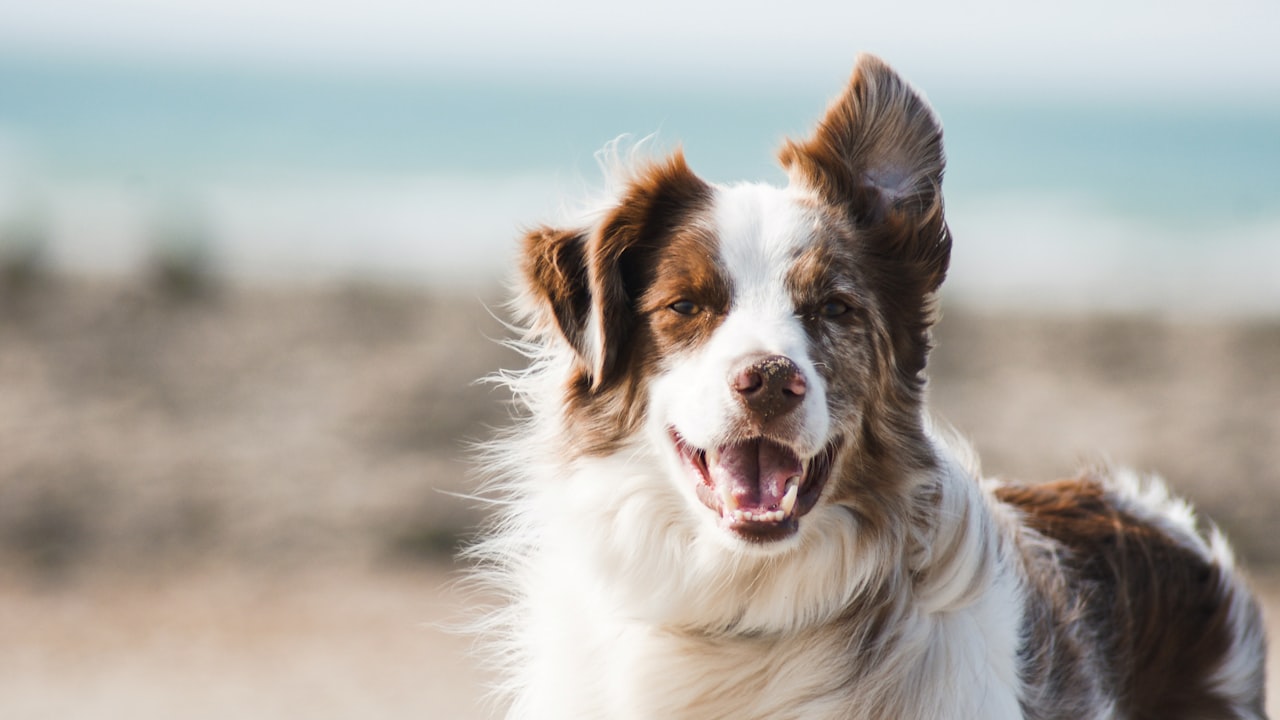 Promenade chien — horaires adaptes en canicule